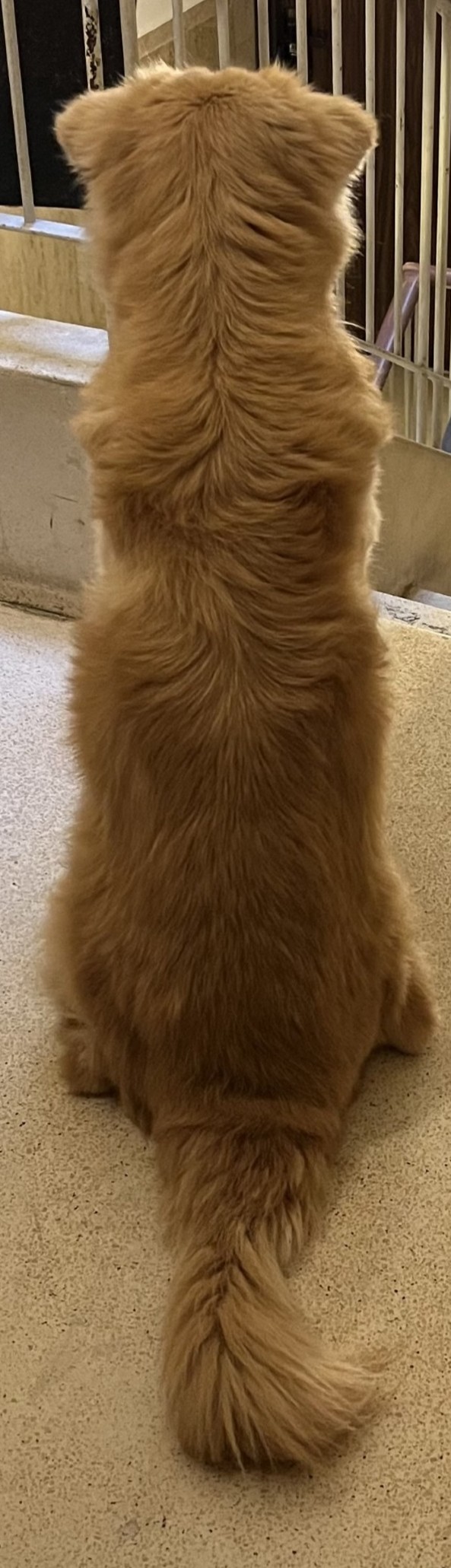 Loli's back and tail