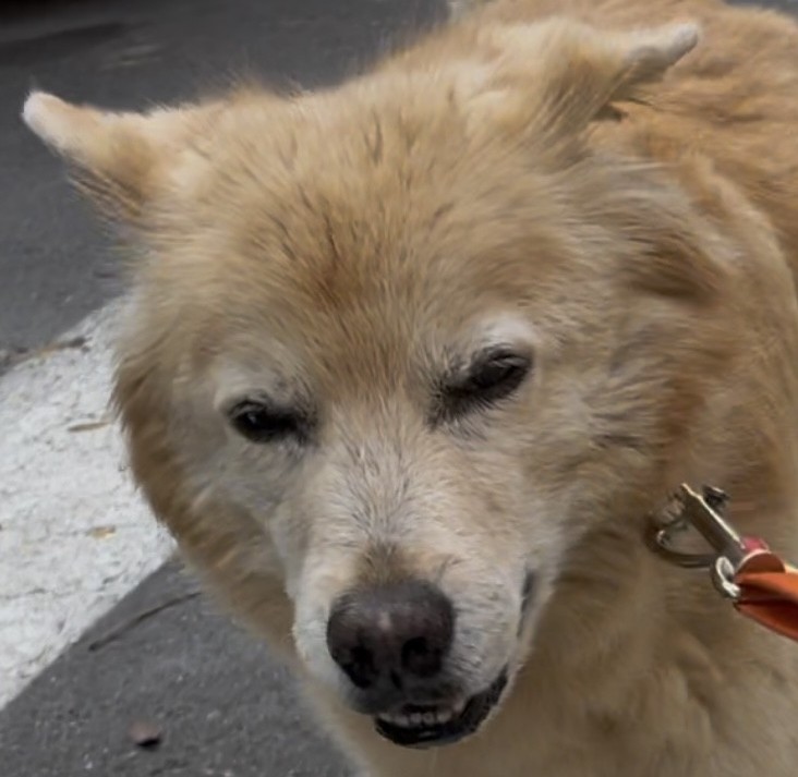 Ears flying while running