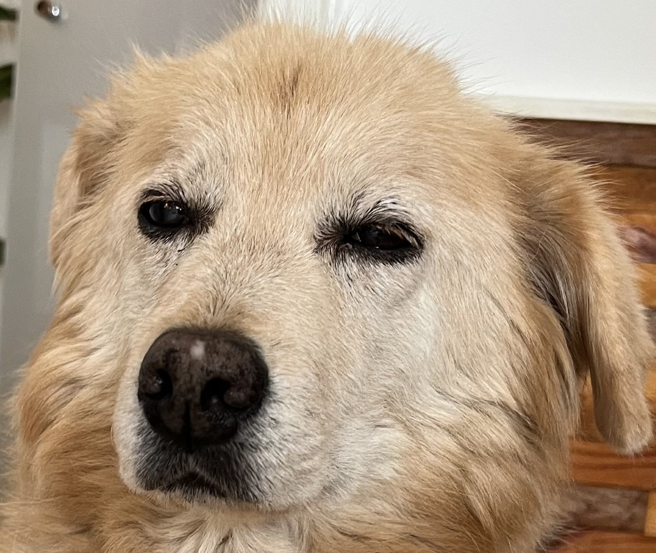 One ear back, one front