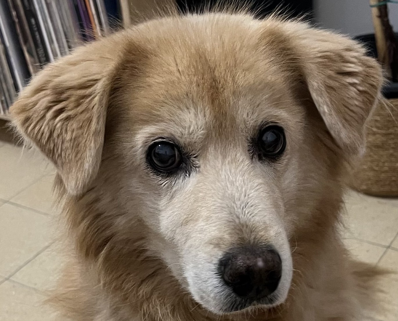 Ears during peanut butter