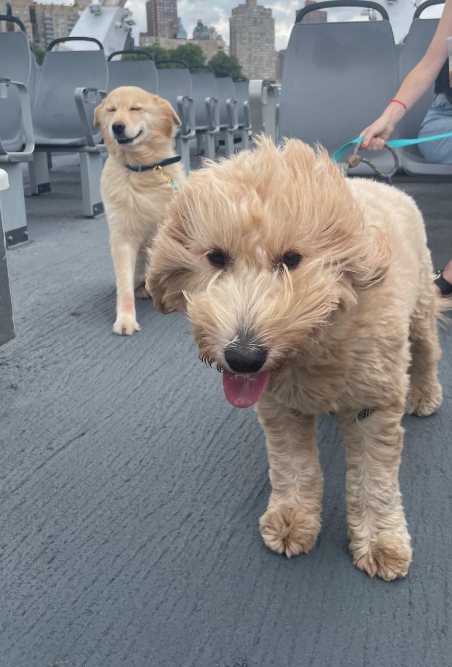 Loli on the NY ferry