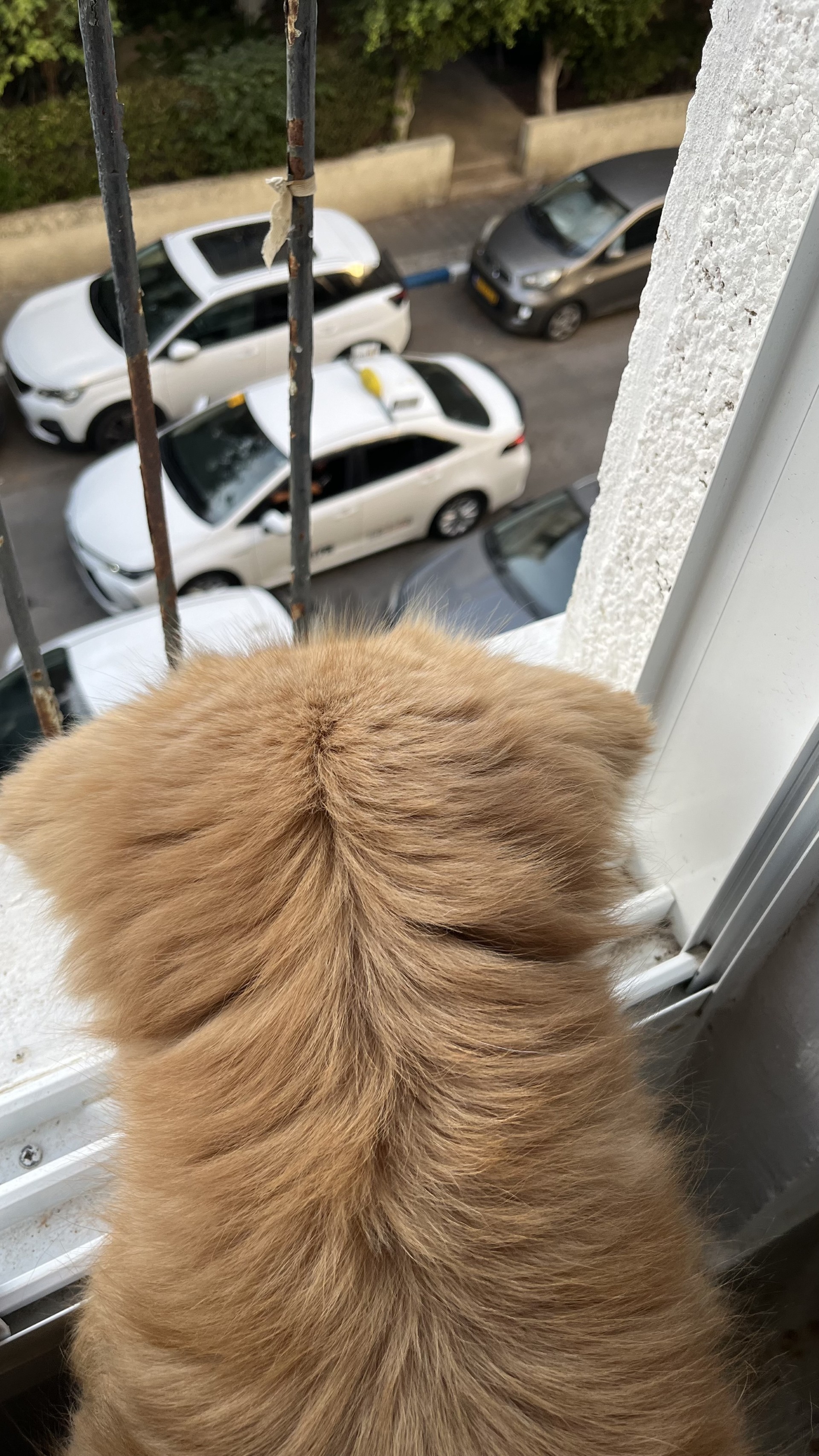 Loli looking out at HaPardes Street