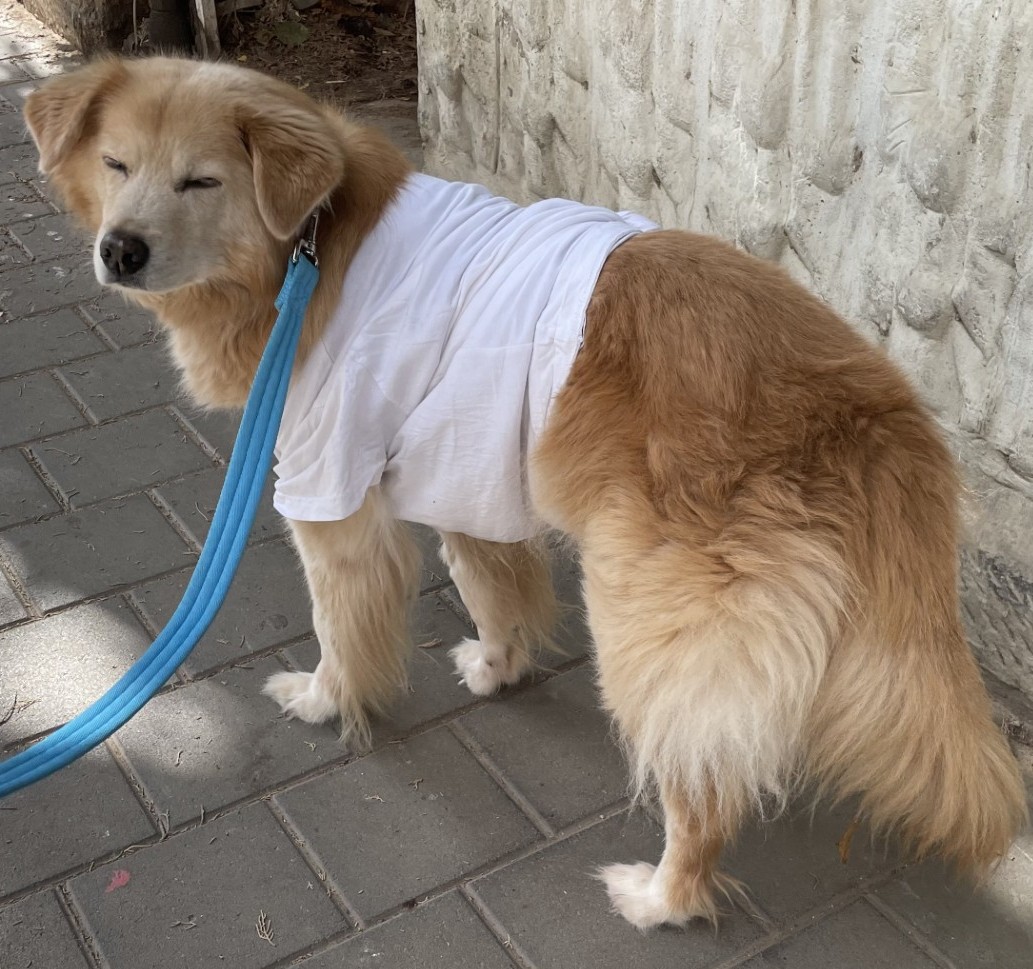 Loli wearing a shirt after surgery