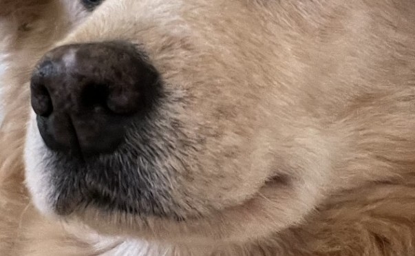 Loli's nose and mouth