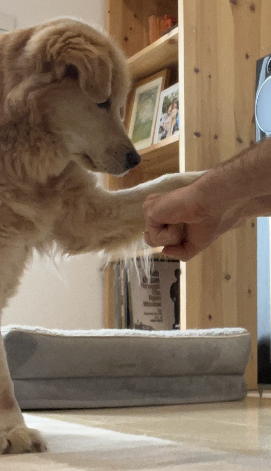 Loli pawing the correct hand