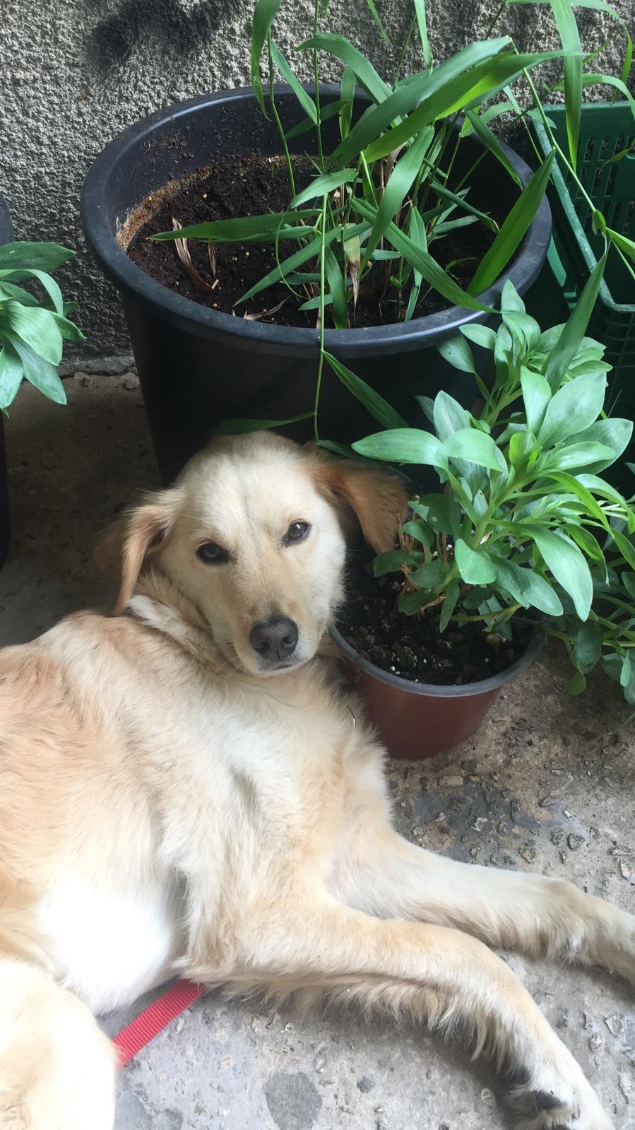 Loli using something as a pillow