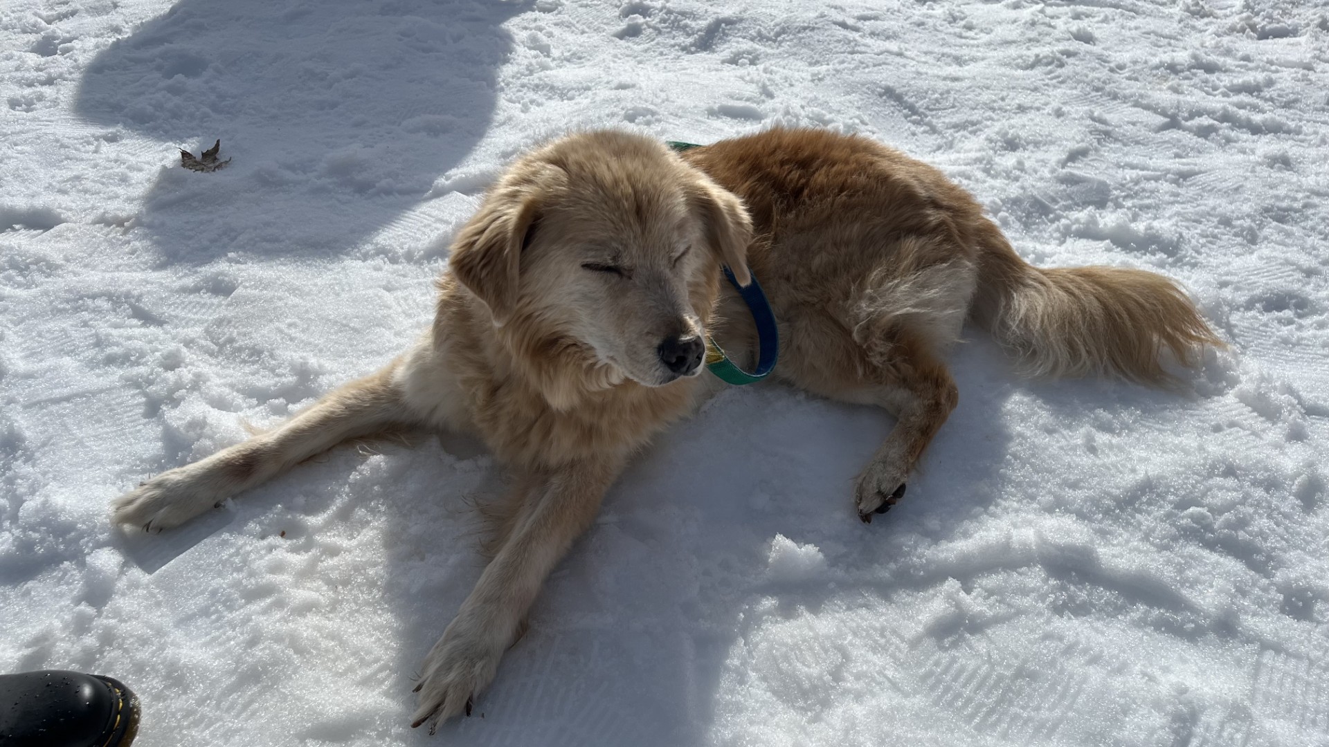 Loli seeing snow for the first time